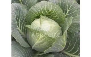 Rida F1 / Ріда F1