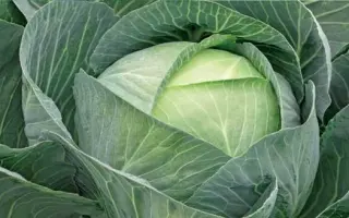 Storido F1 / Сторідо F1