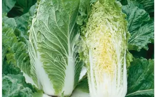 Suprin F1 / Супрін F1