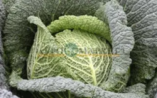 WIRATOBA / ВІРАТОБА