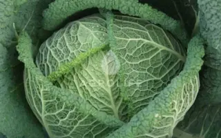 Wirosa F1 / Віроса F1