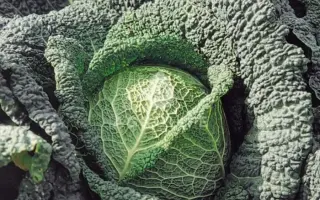 Melissa F1 / Меліса F1