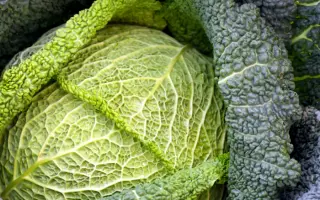 Rana zluna / Рана жлута