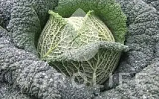 Tourmaline / Турмалін