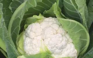 Aerospace F1 / Аероспейс F1