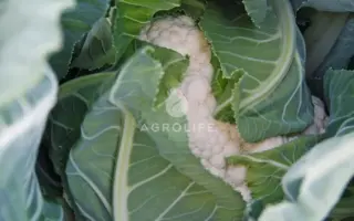 Alcala / Алкала