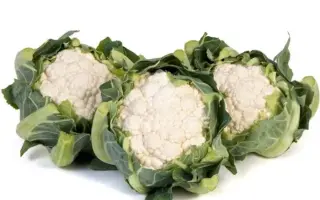 ALSTON / АЛСТОН