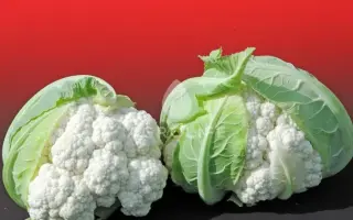 Altamira F1 / Альтаміра F1