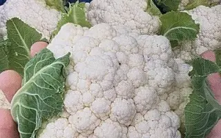 ANDROMEDA / АНДРОМЕДА