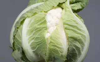 ARDENT / АРДЕНТ