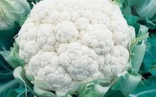 Balboa F1 / Балбоа F1