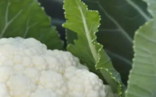 BERING / БЕРІНГ