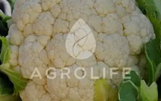 Boris F1 / Боріс F1