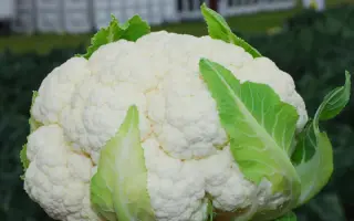 Brigantine / Бригантина