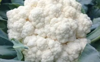 WHITEX / ВАЙТЕКС