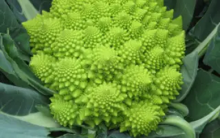 Verdone / Вердоне