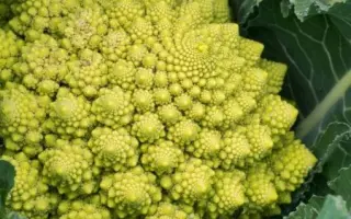 Veronica F1 / Вероніка F1