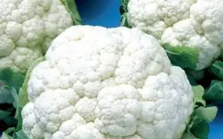 Hermon / Гермон