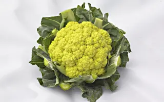 GREEN STORM / ГРІН СТОРМ