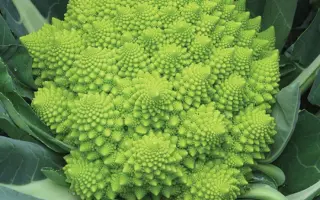 Gitano / Джитано