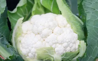 ELECTRA / ЕЛЕКТРА