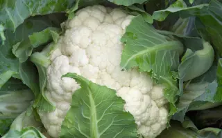 Casper F1 / Каспер F1