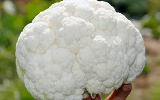 Сlapton / Клаптон