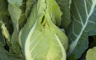 CLAFORSA / КЛАФОРСА