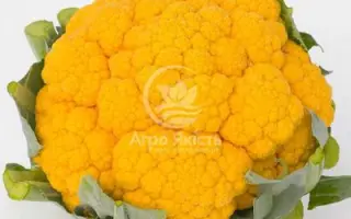 CLEMENTINE / КЛЕМЕНТИН