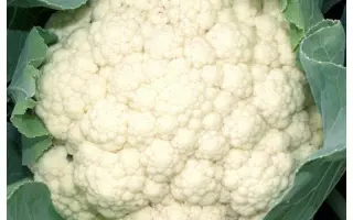 Clipper / Кліпер