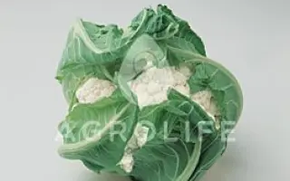 Locris / Локріс