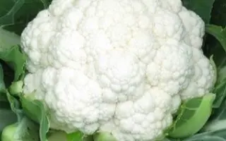 Maybach / Майбах