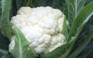 Momentum / Моментум