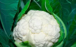 Nautilus F1 / Наутілус F1