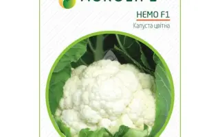 Nemo F1 / Немо F1