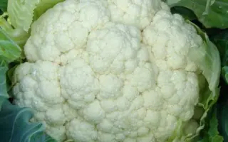 Novaria / Новарія