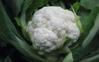 Oviedo F1 / Овієдо F1