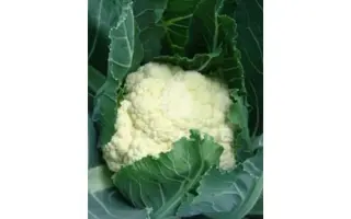 Octavian / Октавіан