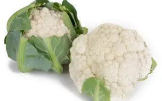 Paxton / Пакстон