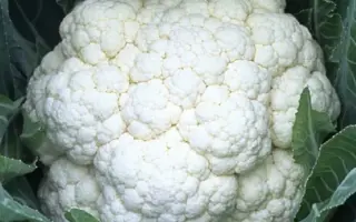 SV5818AC / СВ5818АЦ