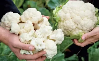 Cercy F1 / Серсі F1