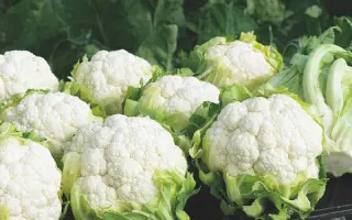 Synergy / Синержі