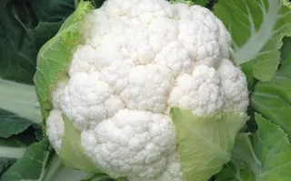 Skywalker F1 / Скайвокер F1