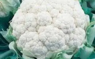 Snowhead / Сновхед