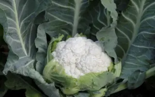 SOLISTAR / СОЛІСТАР