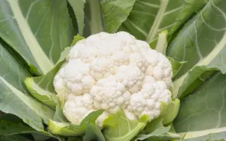 SPEEDSTAR / СПІДСТАР