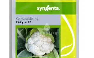 TATUIN / ТАТУІН