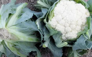 Telergy / Телержі