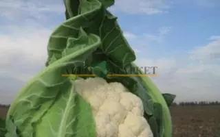 TRIDENT / ТРАЙДЕНТ