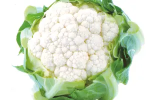 White Excel / Уайт Ексель